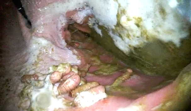 Endoscope Vét 2.0 Vétérinaire gastroscope