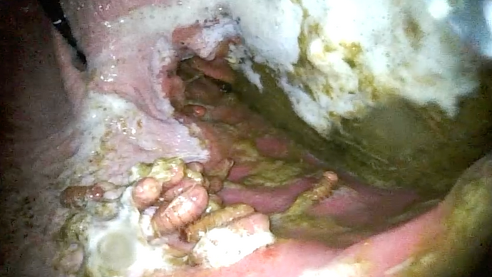 Endoscope Vét 2.0 Vétérinaire gastroscope